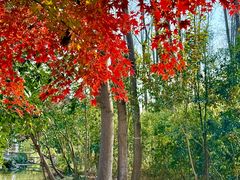 -合肥滨湖国家森林公园