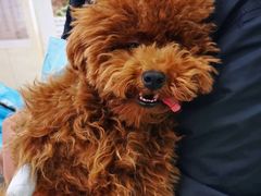 -康乐宝动物医院