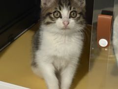 -瑞派动物医院·猫专科·至诚(江南中分院)