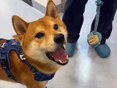 -宠物星动物医院·眼科·异宠·猫科(江南大道总院)