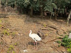 -合肥野生动物园