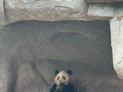 -中国大熊猫保护研究中心雅安碧峰峡基地