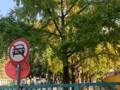 -三里屯东五街银杏大道