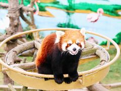 -西霞口神雕山野生动物世界