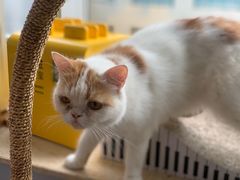 -Cappucimeow猫咪咖啡馆(韦伯时代店)