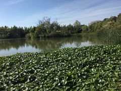 -艾溪湖湿地公园