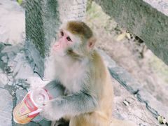 -白帝城·瞿塘峡景区