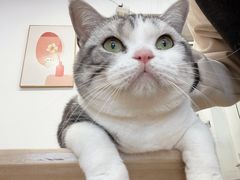 -有喵·猫咖·狗咖·30几只猫10只小狗(岗厦店)