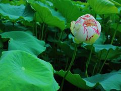 -陈家山荷花公园