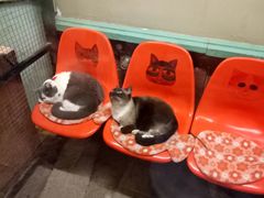 景点-猫咪博物馆(顶澳仔猫街店)