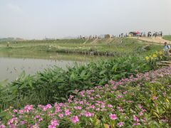 -光明小镇欢乐田园