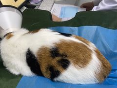 -达爱动物医院·犬猫分区·CT·复杂眼科(远洋山水分院)