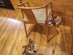 -柴务处·柴犬主题狗咖