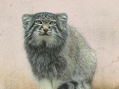 -青藏高原野生动物园
