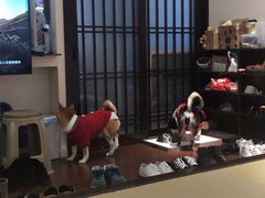 -逗柴咖啡屋·狗咖猫咖宠物桌游