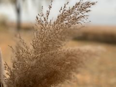 -野鸭湖国家湿地公园