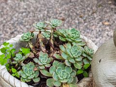 -谷咖啡·鲜花绿植花园餐厅