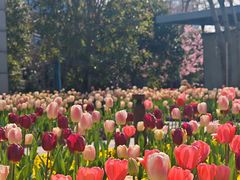 -丹东路渡口(轮渡站)