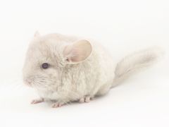 -龙猫仔乐园(惠福东路店)