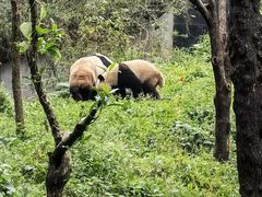 -中国大熊猫保护研究中心雅安碧峰峡基地