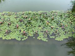 -大望京公园