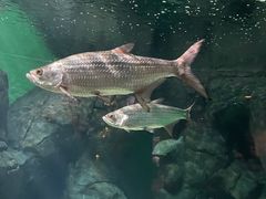 -上海海洋水族馆