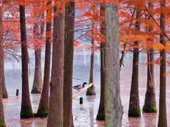 -白鹭湾湿地公园