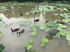 -长兴太湖图影湿地文化园