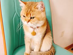 -猫在这儿猫咪咖啡馆·撸猫馆