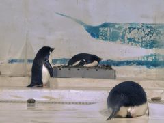 -海合安天津极地海洋公园