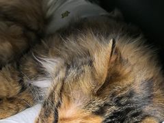 -纳吉亚猫专科动物诊疗中心(蒋宅口分院)