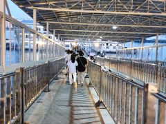 -武汉关码头(轮渡站)