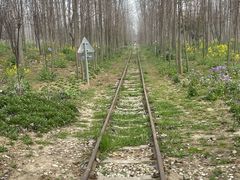 -合肥滨湖国家森林公园