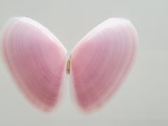 -青岛贝壳博物馆