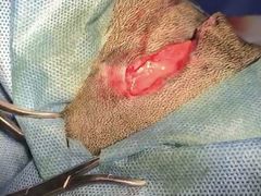 -喜多萌中农锦绣动物医院24H·猫科·牙科MRI·CT
