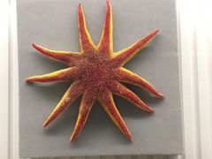 -青岛贝壳博物馆