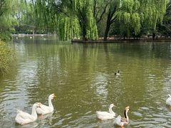 -洛阳市隋唐城遗址植物园
