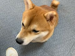 -柴源莊·柴小宠柴犬咖啡