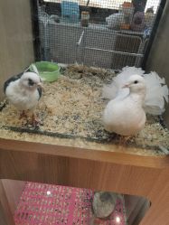 -Moni星球萌宠·小马宝莉·灵蛇·高端高阶全萌宠互动体验俱乐部(红豆国际广场店)