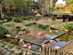 -清迈夜间动物园