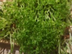 -椰夫人·养生椰子鸡(金沙洲永旺店)