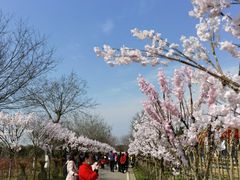 -武汉紫薇都市田园