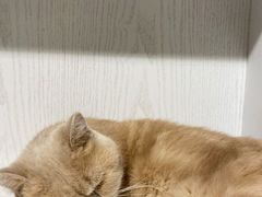 -猫小院猫主题餐厅(三里屯店)