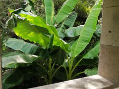 -秋霞圃