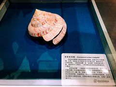 -青岛贝壳博物馆