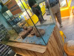 -神奇动物撸宠馆·羊驼·小浣熊·异宠(豫园店)