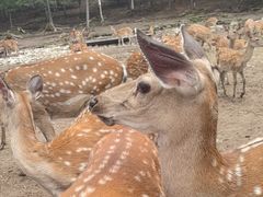 -五营红松林海景区