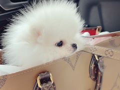 -爱侣宠医·鹦鹉专科·小型哺乳类·异宠专科(灵石路店)