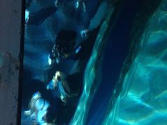 -暹罗海洋世界
