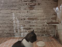 -猫咪博物馆(顶澳仔猫街店)